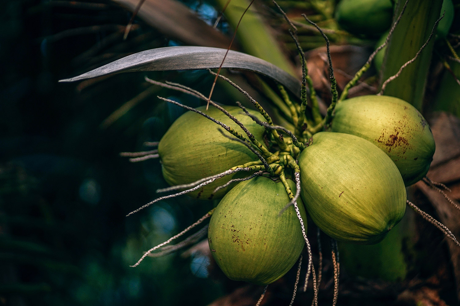 Sustentabilidade: A reutilização da casca do coco verde
