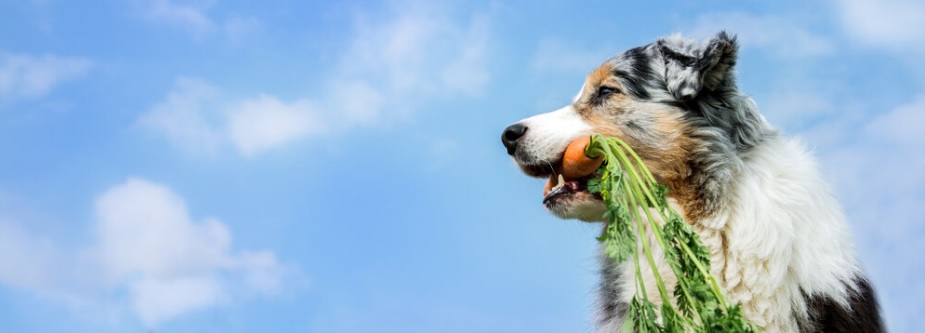 Alimentos prejudiciais a saúde dos animais domésticos. Foto: inkevalentin - Adobe.