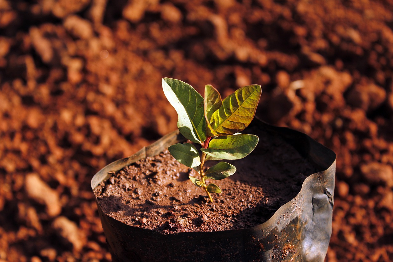 Mogno africano: saiba como a nobre madeira tem entregue bons lucros para produtores - Imagem de João Lima por Pixabay