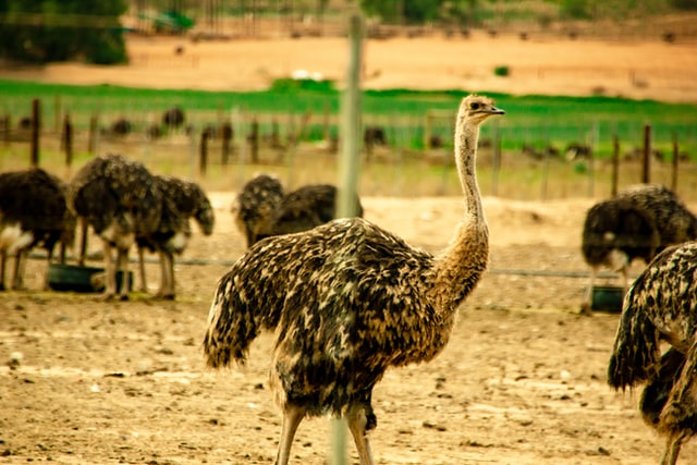 Dia Nacional da Pecuária: Conheça origem da data e práticas atuais do setor. Foto/Reprodução: Juanita Swart no Unsplash