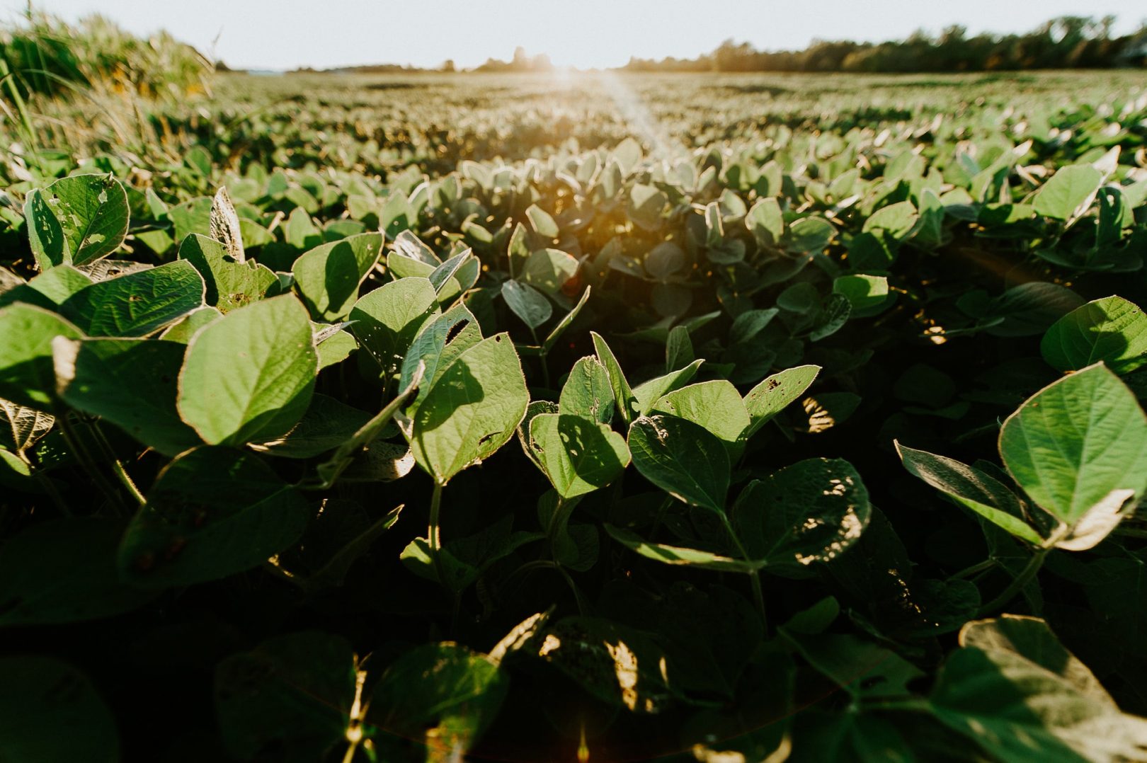 Plantio de soja cresce no Paraná, mas ainda é menor que de 2019. Foto/Reprodução: Meredith Petrick no Unsplash