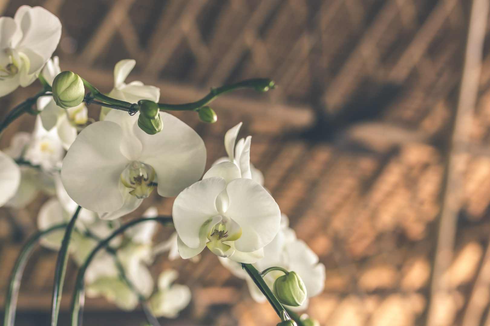Orquídea: saiba como cultivar de modo simples e adequado