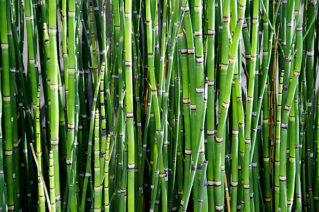 Bambu: versatilidade na produção de móveis, bicicletas e até próteses. Foto/Reprodução: ivabalk por Pixabay 