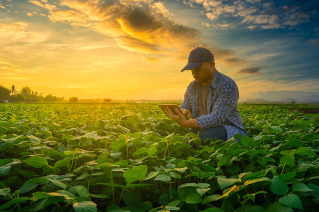 Falta de internet pode ser um empecilho na produtividade das lavouras. Foto/Reprodução: lamyai no iStock