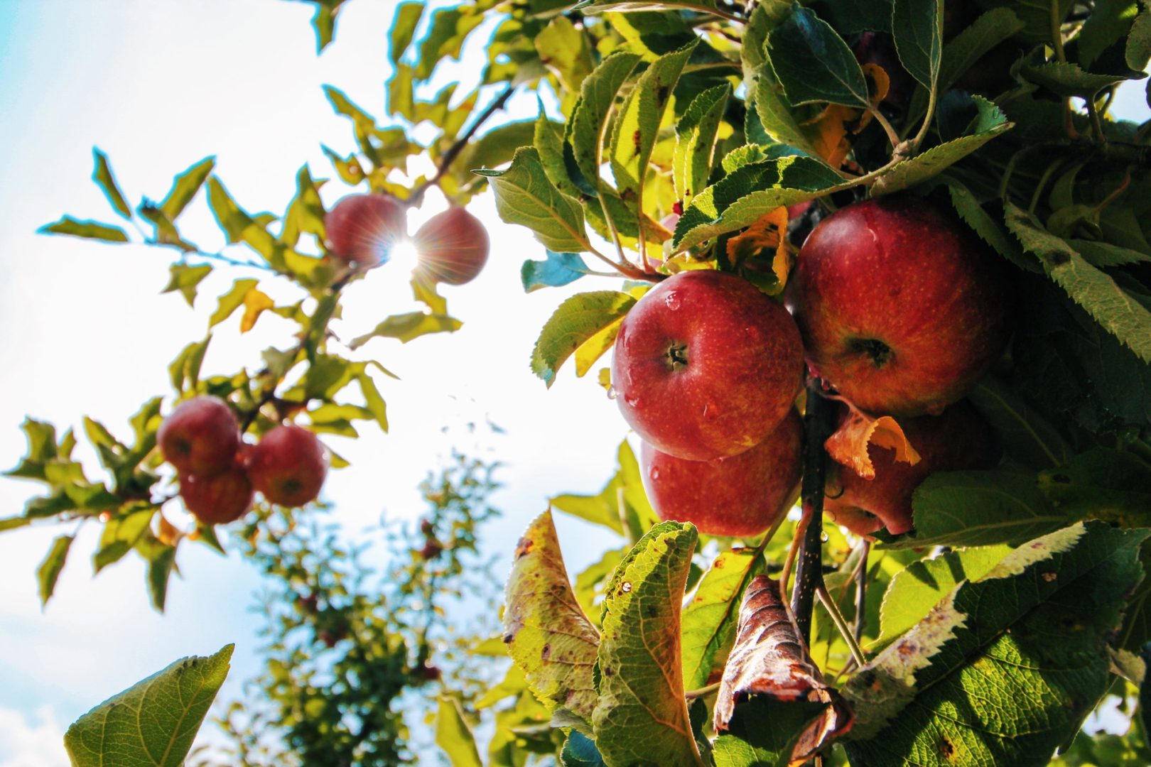 Cresce a expectativa para uma boa colheita da maçã em 2021. Foto/Reprodução: Tom Swinnen no Pexels