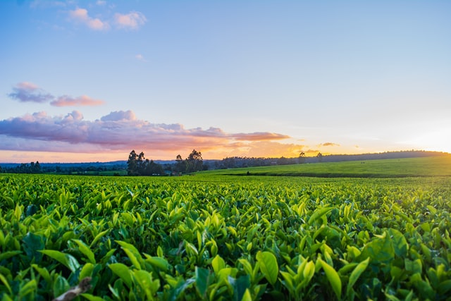 soluções para o campo (agronegócio)