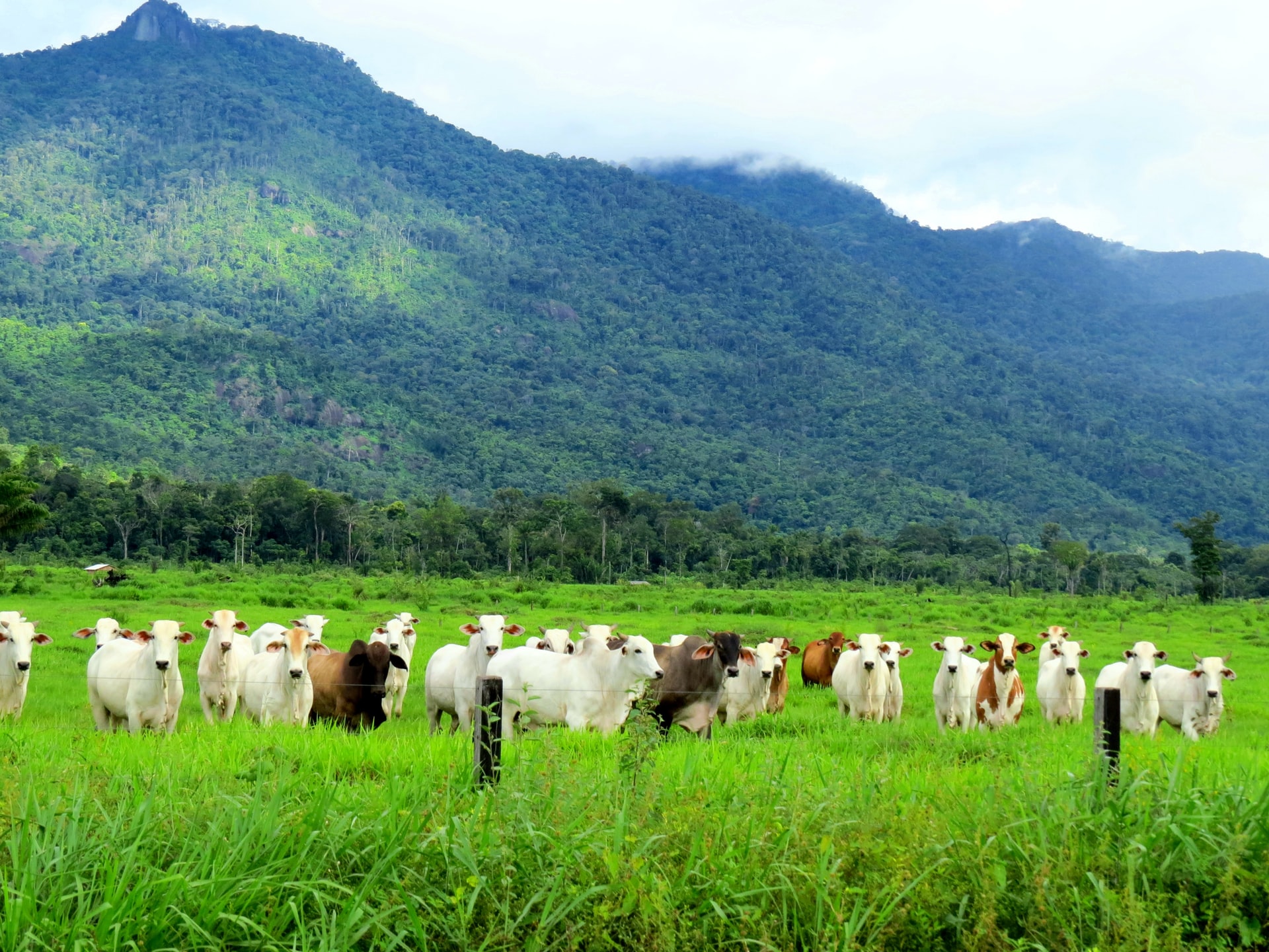 Imagem de vacas comendo pasto